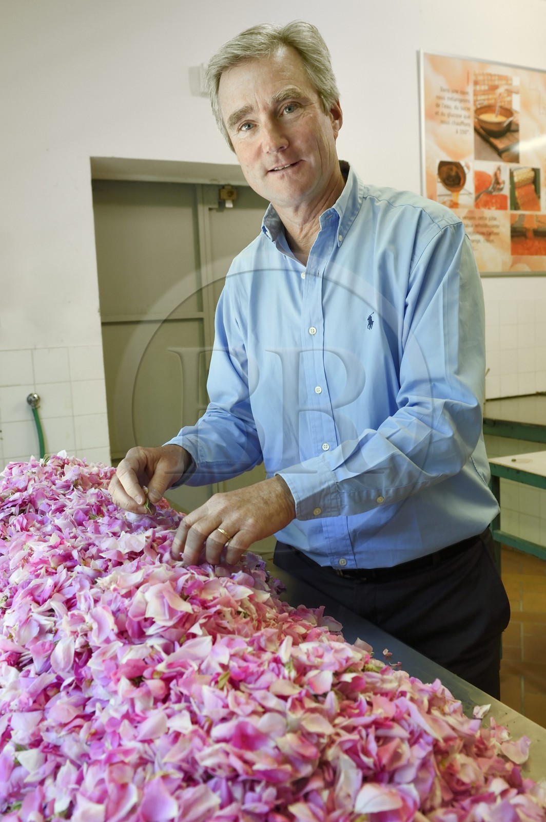 France, Alpes-Maritimes, Pont du Loup at Tourrettes-sur-Loup, Confiserie Florian, its director Frederic Fuchs, sorting works of rose petals