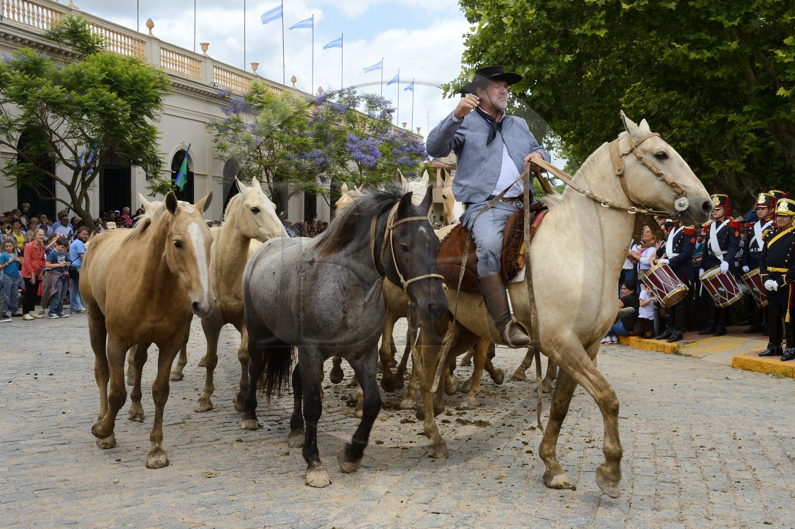 Argentine, province de Buenos Aires, San Antonio de Areco, fête du Jour de la Tradition (Dia de la Tradicion), gaucho présentant son troupeau de chevaux