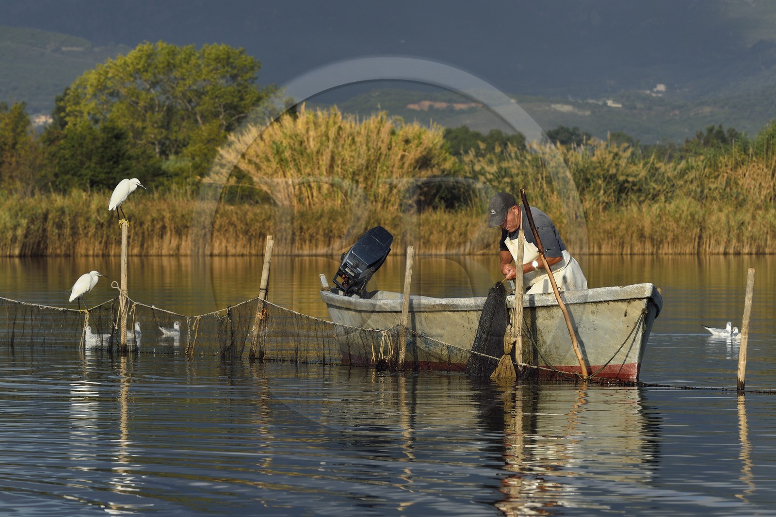 France, Haute-Corse (2B), l'étang de Biguglia (stagnu di Chjurlinu), réserve naturelle de Corse (RNC), pecheur relevant les filets tendus sur des pieux d'aulne