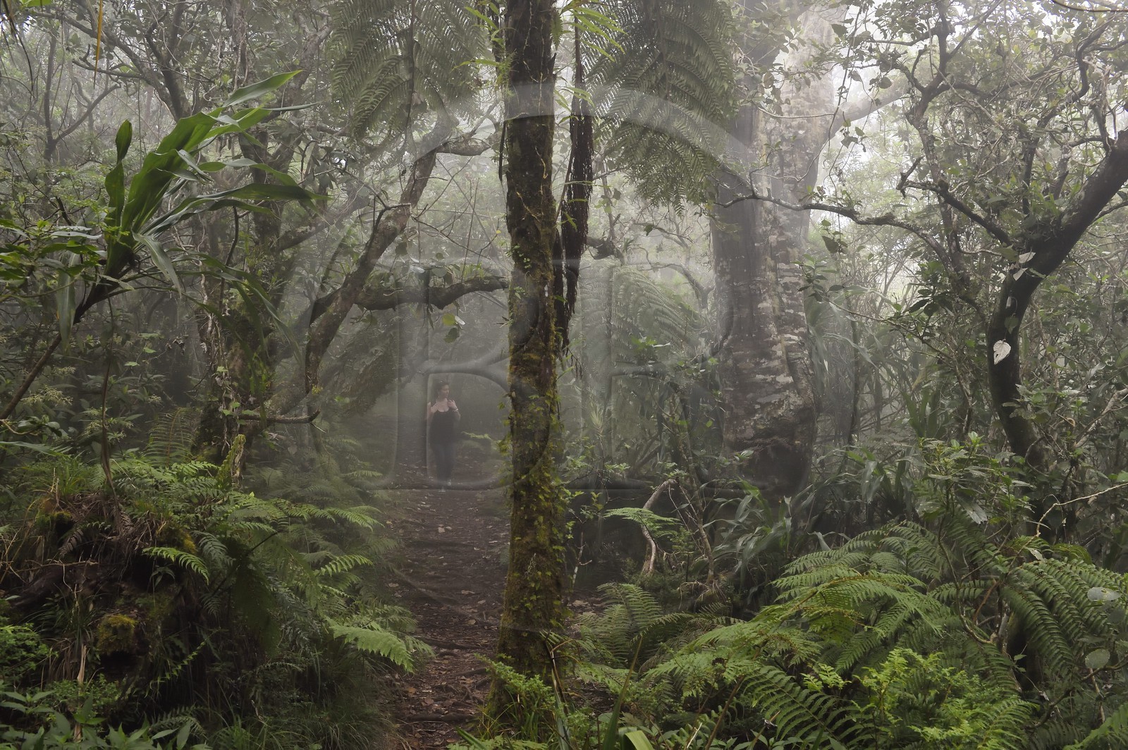France, Ile de la Reunion, Le Tampon, forêt de Notre-Dame de la Paix en bordure de la Riviere des Remparts sur les pentes du volcan du Piton de la Fournaise