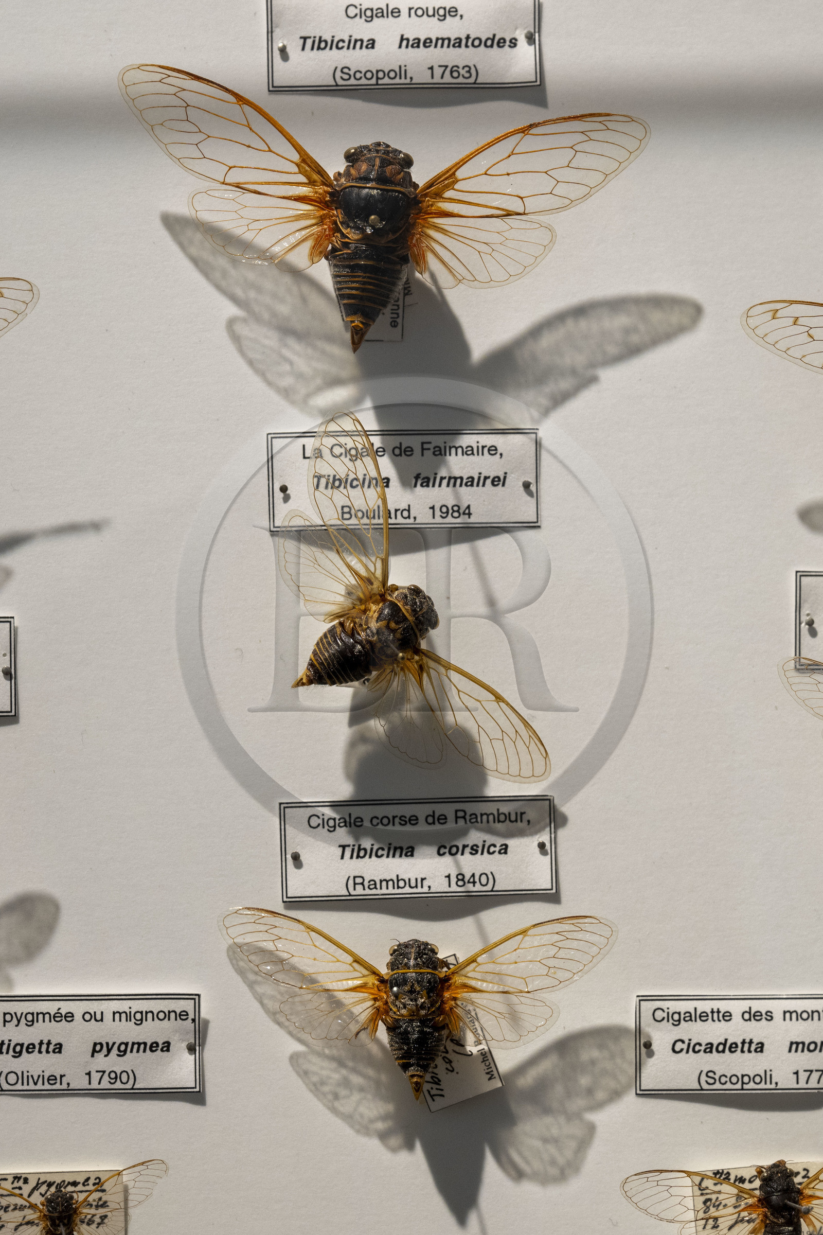 France, Bouches du Rhone, Regional Natural Park of the Alpilles, Saint Remy de Provence, Place Favier, the Alpilles museum, table showing the main species of cicadas in France (detail)
