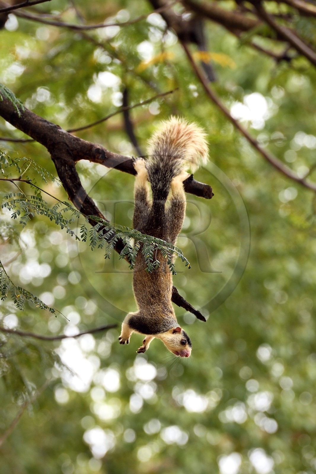 Sri Lanka, province centrale, district de Matale, Sigiriya, écureuil géant de Ceylan aussi appelé écureuil géant gris (Ratufa macroura)