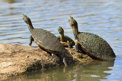 Nicaragua, Ile d'Ometepe réserve mondiale de Biosphère sur le lac Nicaragua, marais le long du Rio Istian, tortues aquatiques, tortues de Floride (Trachemys scripta elegans)