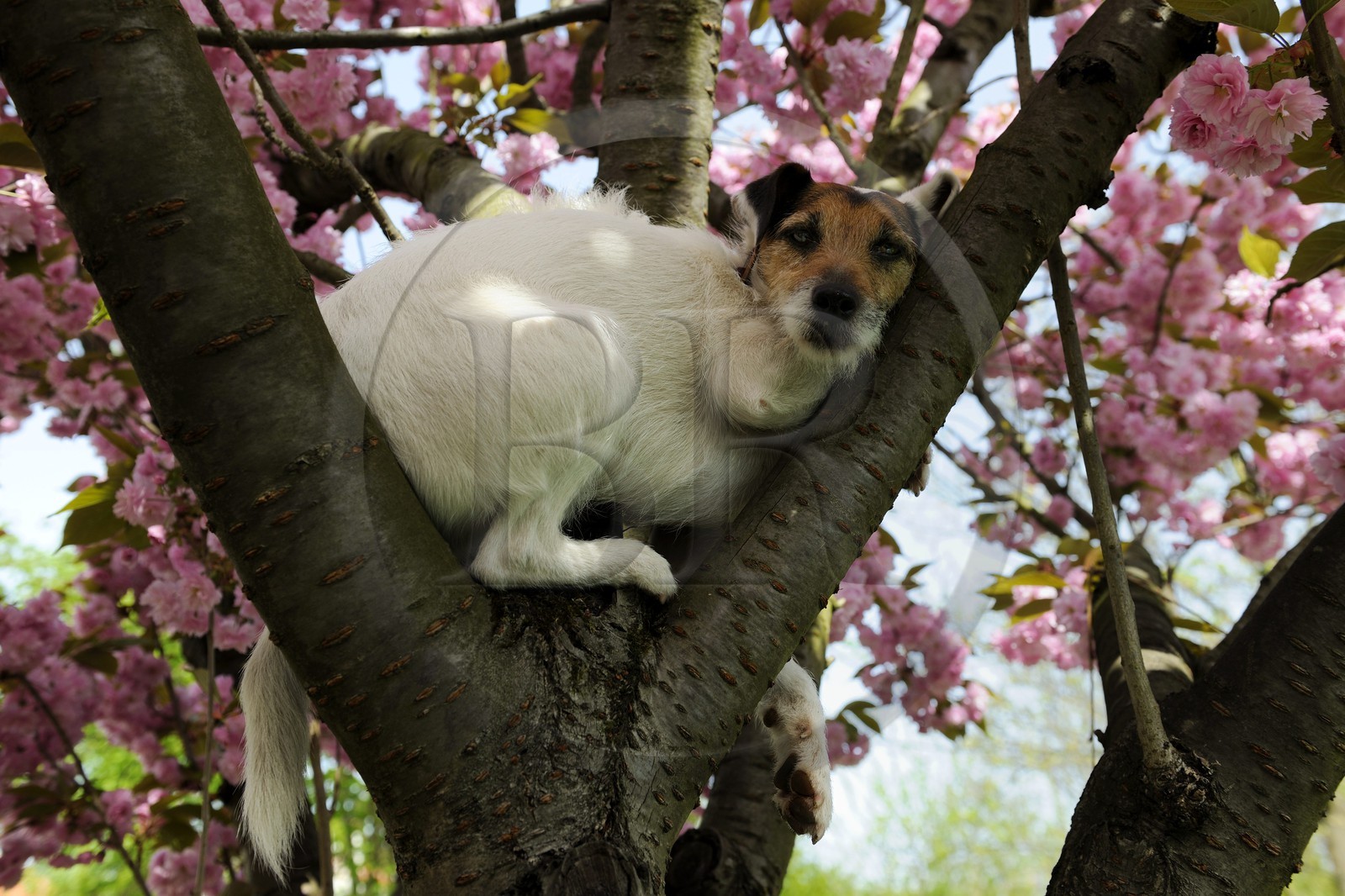 France, Val-de-Marne (94), Bry-sur-Marne, Cali un Parson Russel Terrier perché sur un cerisier du Japon Sakura