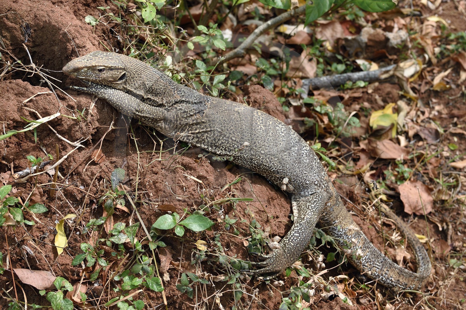 Sri Lanka, province centrale, district de Matale, Sigiriya, varan du Bengale (Varanus bengalensis)