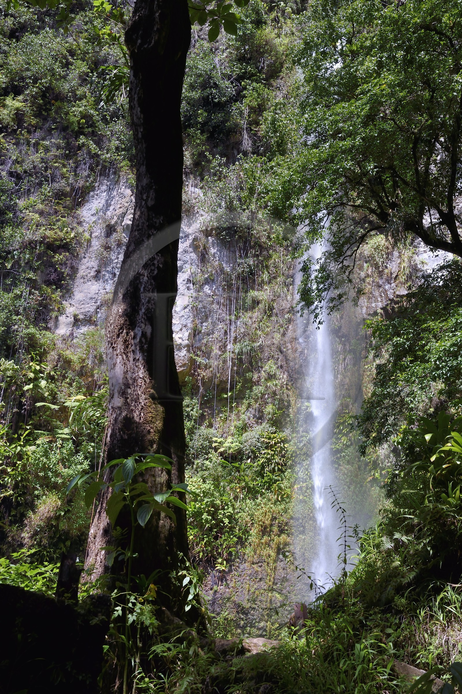 Caraïbes, Ile de la Dominique, Parc national du Morne Trois Pitons classé Patrimoine Mondial de l'UNESCO, cascade de Middleham Falls sur le sentier de randonnée Waitukubuli qui traverse l’ile