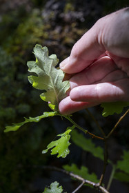 France, Vaucluse, Dentelles de Montmirail mountains, Vaison la Romaine, the reverse side of the white oak (Quercus alba) leaf with a velvet finish