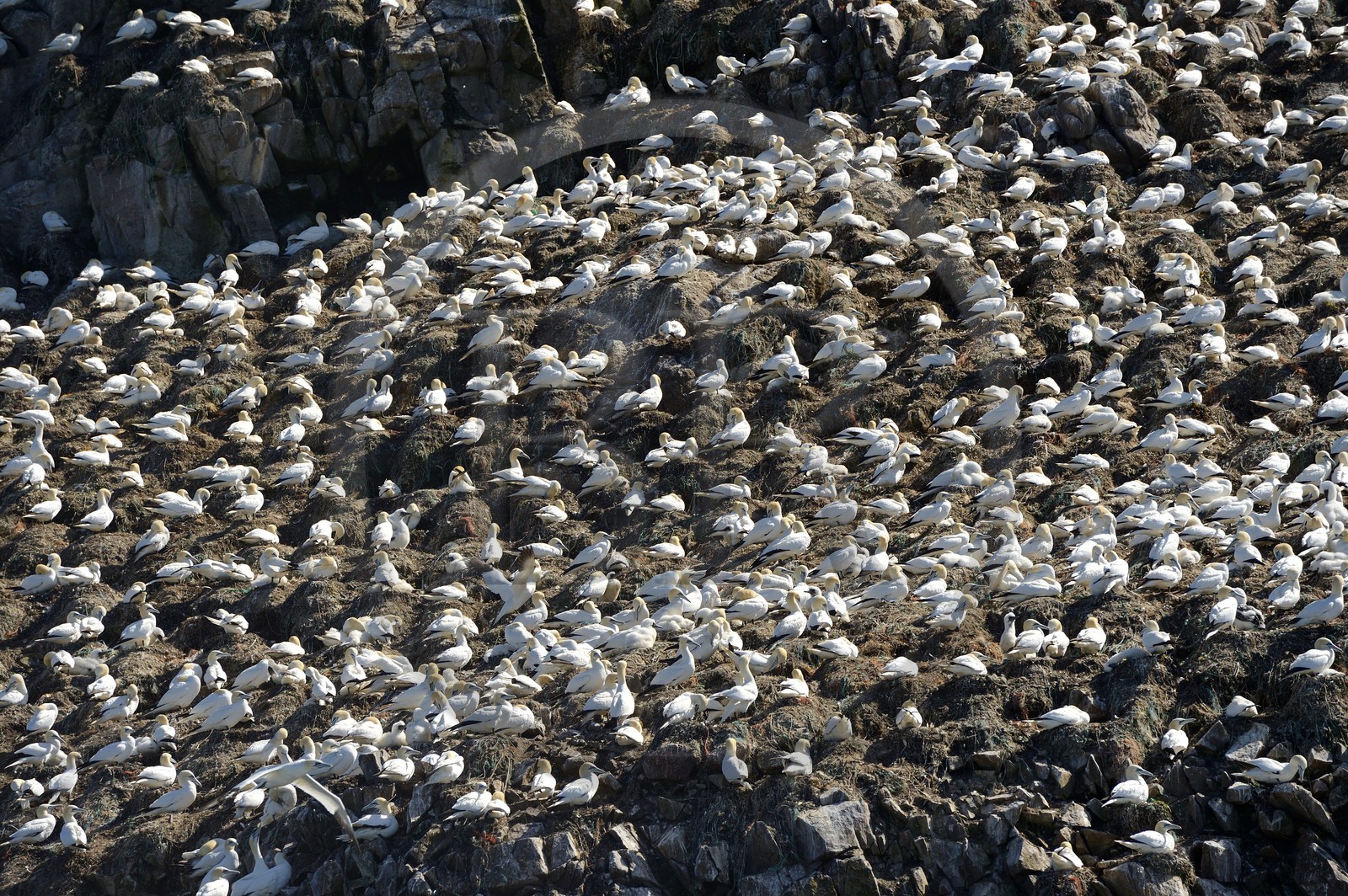 France, Cotes-d'Armor, Perros-Guirec, Sept-Iles Archipelago and bird sanctuary, Rouzic island, northern gannets colony (Morus bassanus), single point of nesting in France for more than 20,000 couples