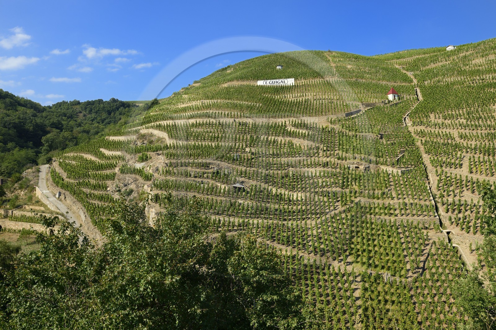 France, Rhône (69), Parc Naturel Régional du Pilat, Ampuis, vignoble AOC Côte Rôtie