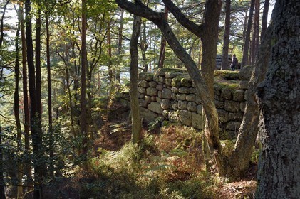 France, Bas-Rhin (67), Mont Saint-Odile, randonnée le long du Mur Païen, vestige d'un mur d'enceinte probablement de l'époque mérovingienne d'une longueur totale de onze kilomètres