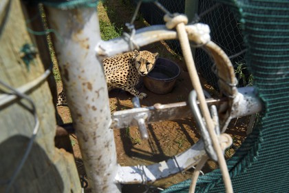 Namibie, Otjiwarongo, Cheetah Conservation Fund, centre de recherche et d'éducation, guépard (Acinonyx jubatus) en captivité temporaire et destiné à être relaché dans le bush