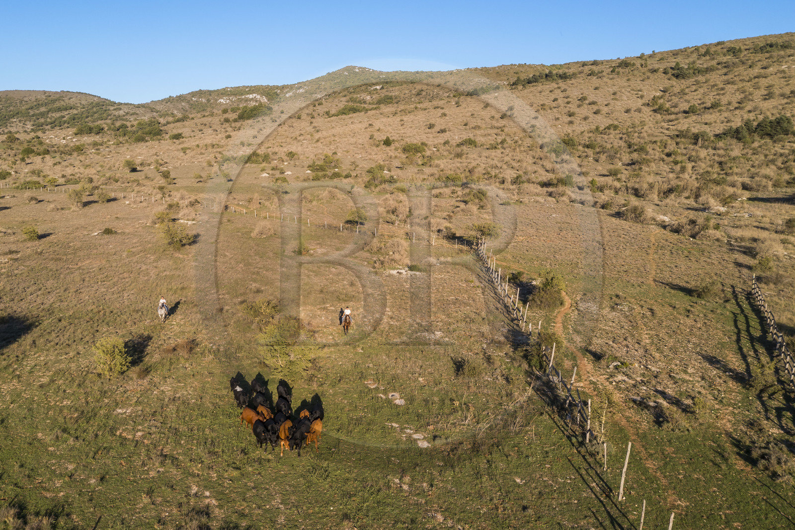 France, Hérault (34), les Causses et les Cévennes, paysage culturel de l'agro-pastoralisme méditerranéen inscrit au Patrimoine Mondial de l'UNESCO, La Vacquerie-et-Saint-Martin-de-Castries, le Mas de Cisco, Julian et son frère Charlie Amposta ramènent leur troupeau de vache à l'enclos (vue aérienne)