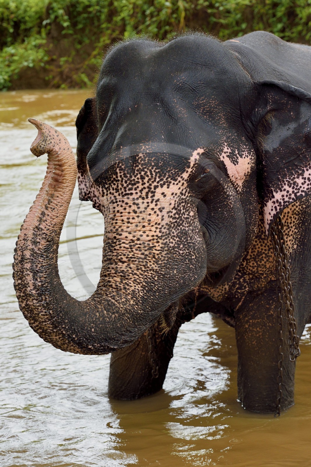 Sri Lanka, province centrale, district de Matale, Sigiriya, bain d'un éléphant