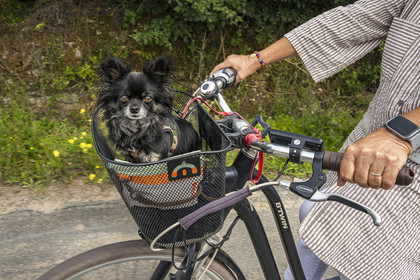 France, Vendée (85), île de Noirmoutier, Noirmoutier-en-l'Ile, L'Herbaudière, promenade à bicyclette avec son chien