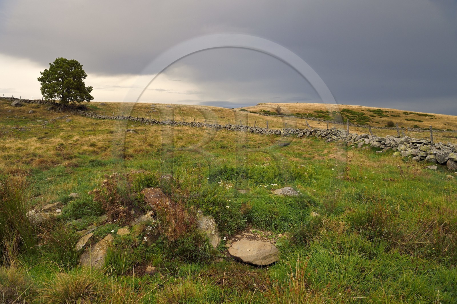 France, Cantal (15), Parc naturel régional de l'Aubrac, plateau de l'Aubrac vers Saint-Urcize, muret de pierre