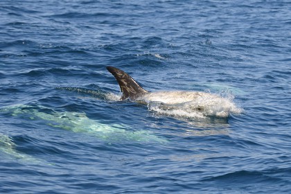 Etats-Unis, Californie, Monterey Bay, dauphins Grampus ou Risso's Dolphin (Grampus griseus)