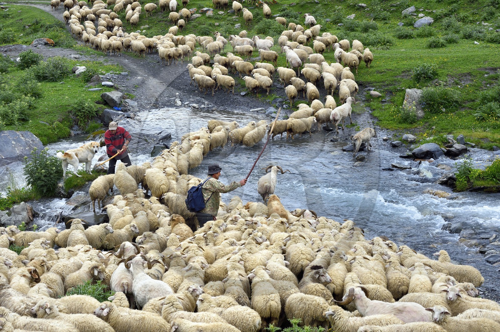 Georgia, Kakheti, Tusheti National Park, Alazani River Valley in the mountains of Pirikiti, Parsma (Baso), shepherd and his flock of sheep crossing the river