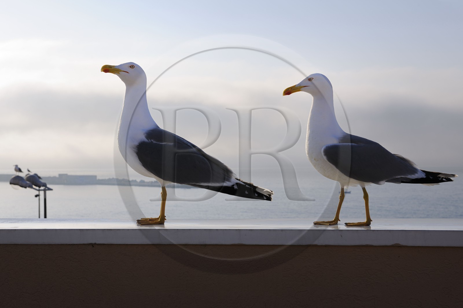 France, Hérault (34), Sète, mouettes