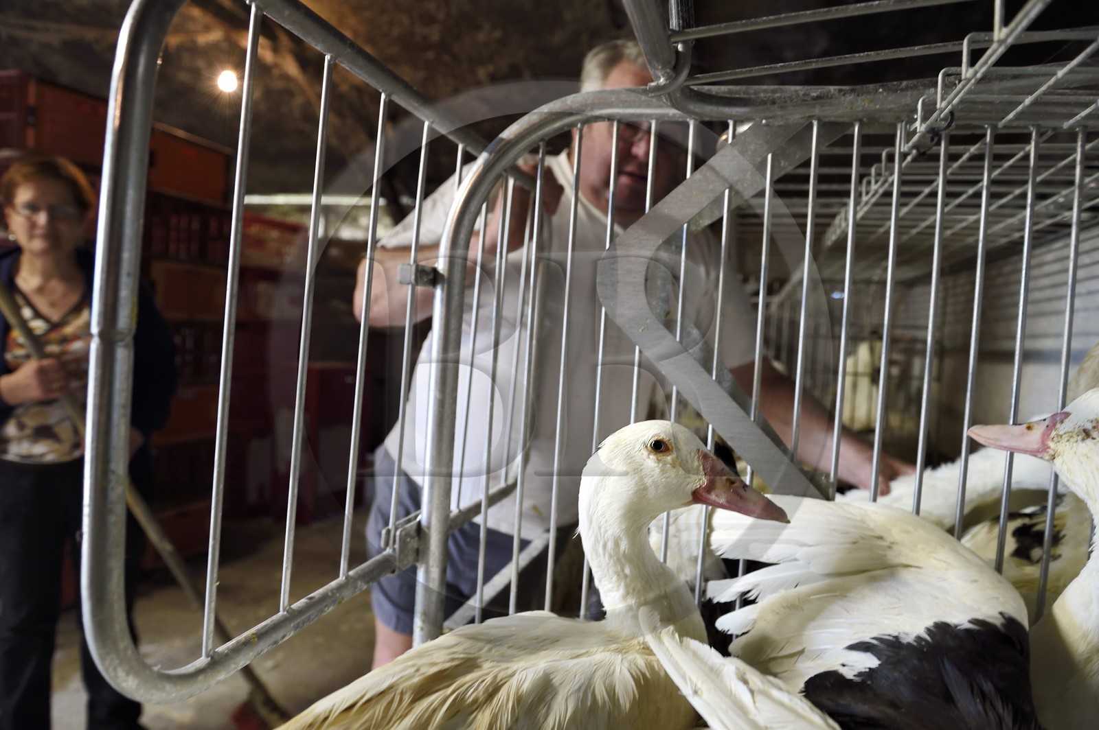 France, Dordogne, Périgord Noir, Saint-Rabier, mulard ducks of Ferme-Auberge du Grand Coderc