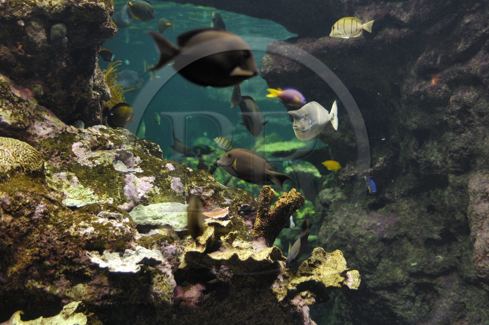 France, Manche (50), Cherbourg, Cité de la Mer, aquarium