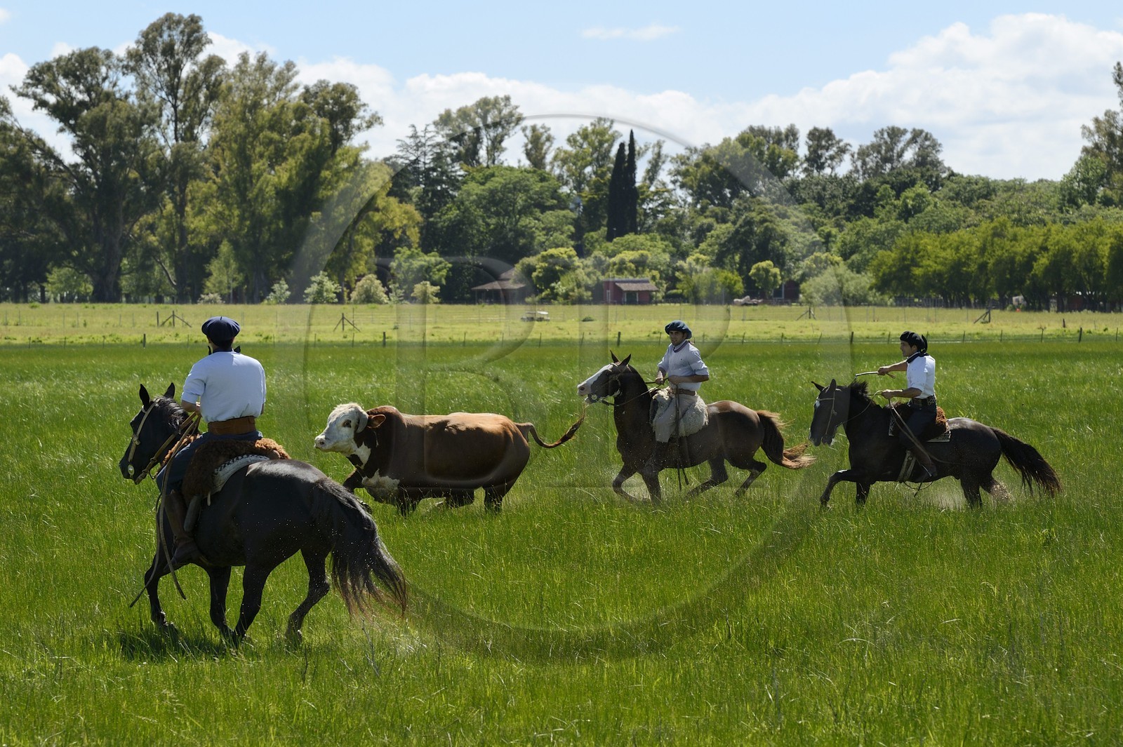 Argentina, Buenos Aires Province, San Antonio de Areco, estancia La Bamba de Areco, gauchos at work chasing a bull