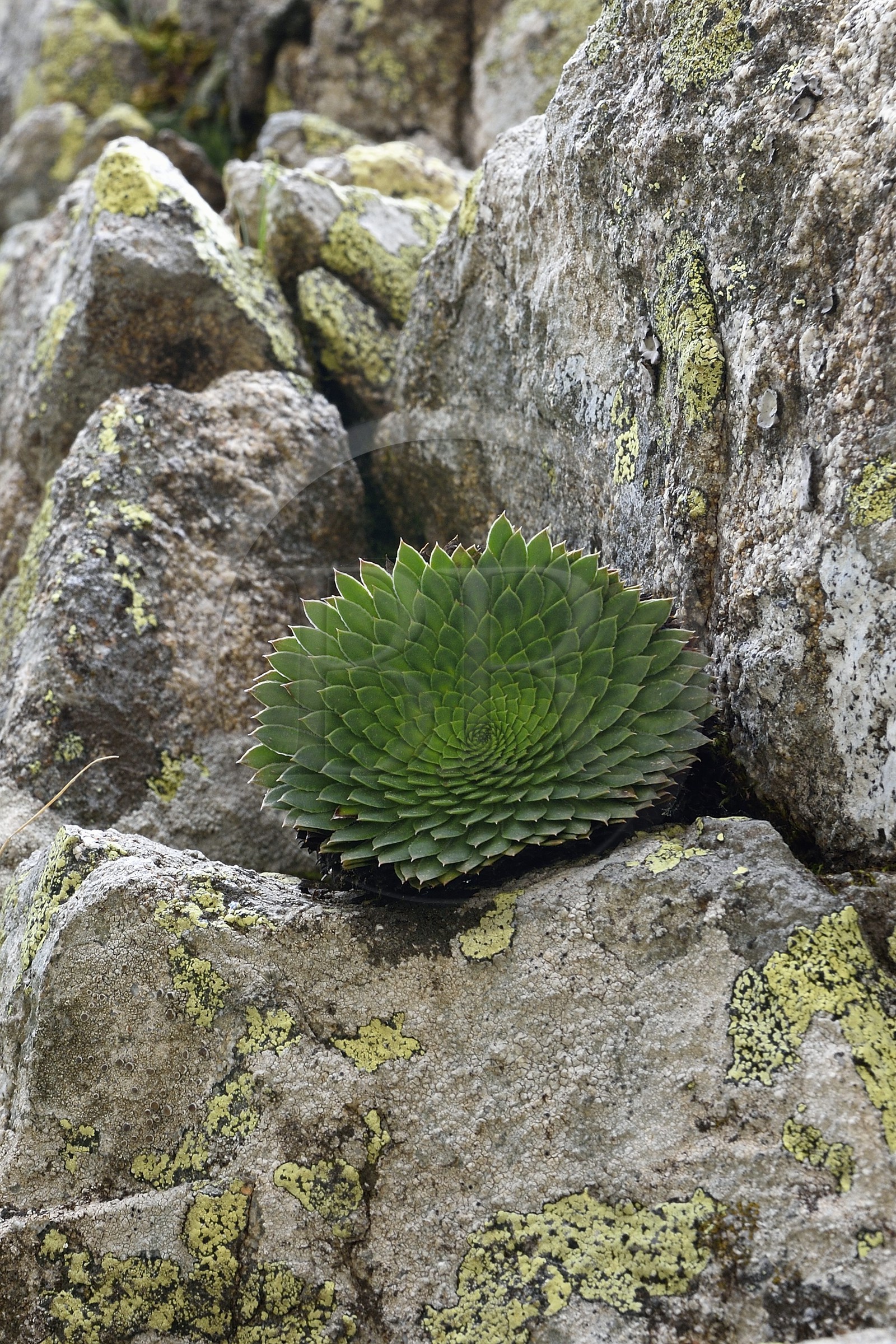 France, Alpes-Maritimes (06), parc national du Mercantour, vallée de la Valmasque, Saxifrage à nombreuses fleurs (Saxifraga florulenta) endémique et emblèmatique du Parc