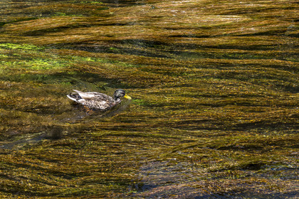 France, Vaucluse (84), L'Isle-sur-la-Sorgue, canard dans les herbiers qui ondoient sur la Sorgue au coeur de la vieille ville