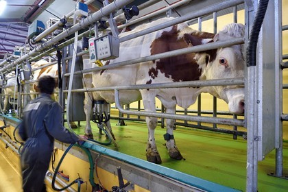 France, Cantal (15), Sainte-Marie, hameau de La Terrisse, élevage de vache laitières France, Cantal (15), Sainte-Marie, hameau de La Terrisse, élevage de vache laitières de race montbéliarde de la ferme de Cantagrel, les vaches mangent après la traite du soir