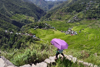 Philippines, province d'Ifugao, les rizières en terrasses de Banaue autour du village de Batad, classées Patrimoine Mondial de l'UNESCO