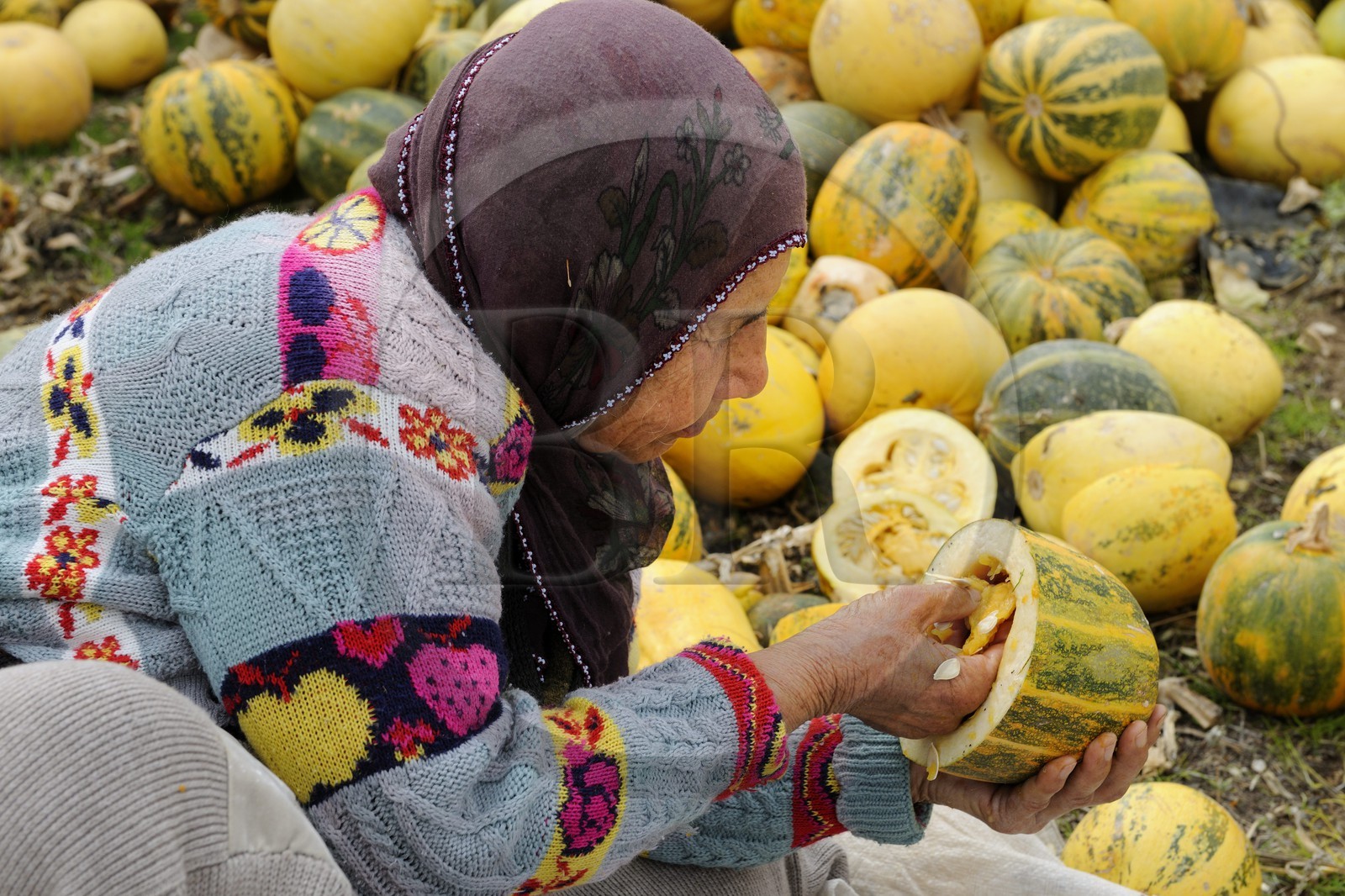 Turkey, Central Anatolia, Nevsehir Province, Cappadocia listed as World Heritage by UNESCO, Ortahisar, collecting watermelon seeds
