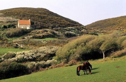 France, Manche, Cotentin, Cap de La Hague, horses in a field
