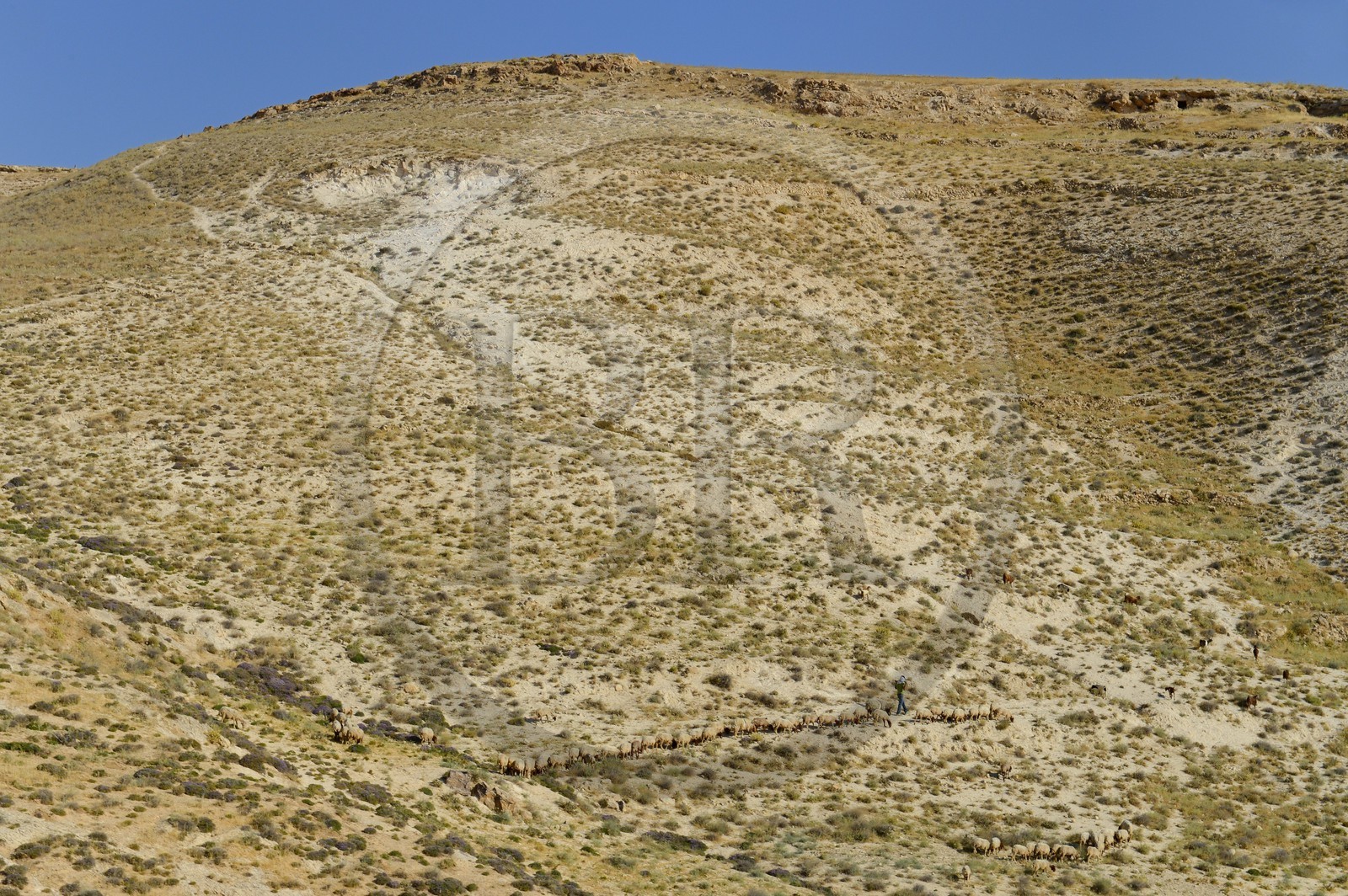 Israel, Cisjordanie, region de Bethléem, berger et son troupeau de moutons