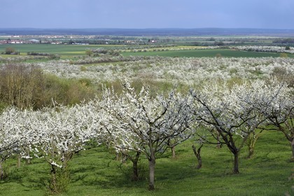 France, Meuse, Lorraine Regional Park, Cotes de Meuse, Saint Maurice sous les Cotes, mirabelliers (cherry-plum trees) in bloom