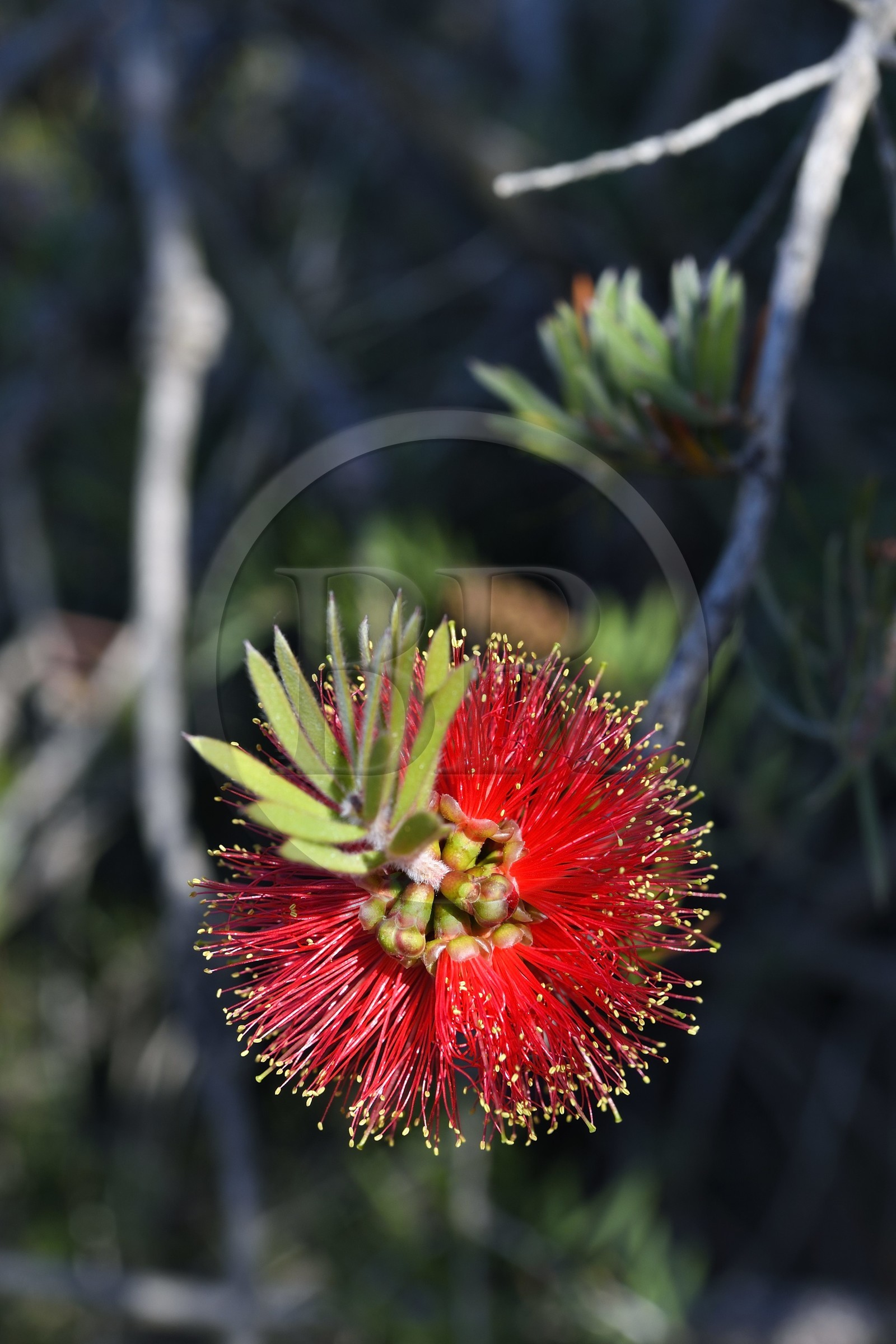 France, Var, Le Rayol Canadel sur Mer, Domaine du Rayol, Conservatoire du Littoral Estate compulsory mention, Jardin des Mediterranees designed by landscaper Gilles Clément, Red Bottlebrush (Callistemon citrinus)