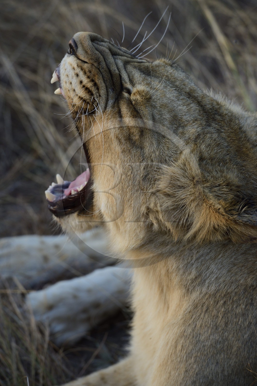 Zimbabwe, province des Midlands, Gweru, Antelope Park qui abrite ALERT (African Lion and Environmental Research Trust), jeune lionne (panthera leo)