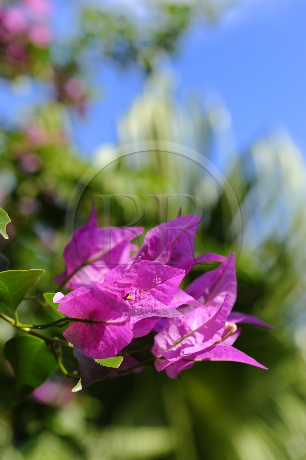 France, Ile de la Reunion, Petite Ile, jardin tropical, fleurs de bougainvillier (Bougainvillea)