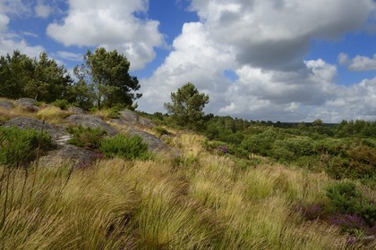 France, Morbihan (56), forêt de Brocéliande, Tréhorenteuc, la lande du Val sans retour