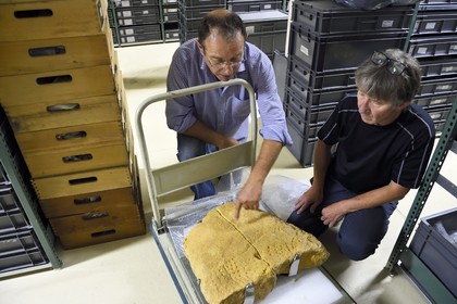 France, Dordogne (24), Périgord Noir, vallée de la Vézère, Les Eyzies-de-Tayac-Sireuil, site classé Patrimoine Mondial de l'UNESCO, Musée National de la Préhistoire, les réserves, le conservateur Alain Turq examine le bas-relief d'un bison piqueté provenant de l'abri blanchard du site de Castel-Merle datant de la période de l'aurignacien (35000 ans)