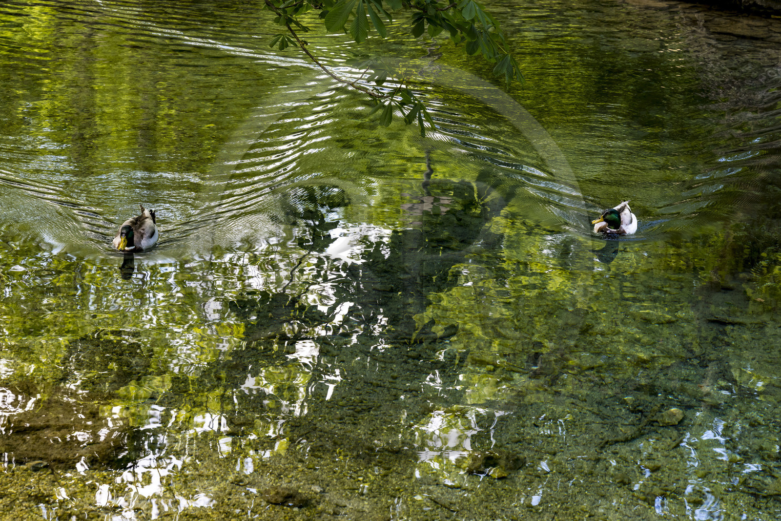 France, Vaucluse, Parc Naturel Regional du Mont Ventoux, Malaucène, karst resurgence of the Groseau spring, ducks
