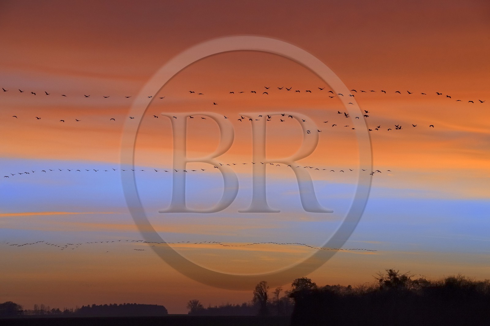 France, Indre (36), le Berry, parc naturel régional de la Brenne, Rosnay, étang de la Mer Rouge, grue cendrée (grus grus), vol au coucher de soleil