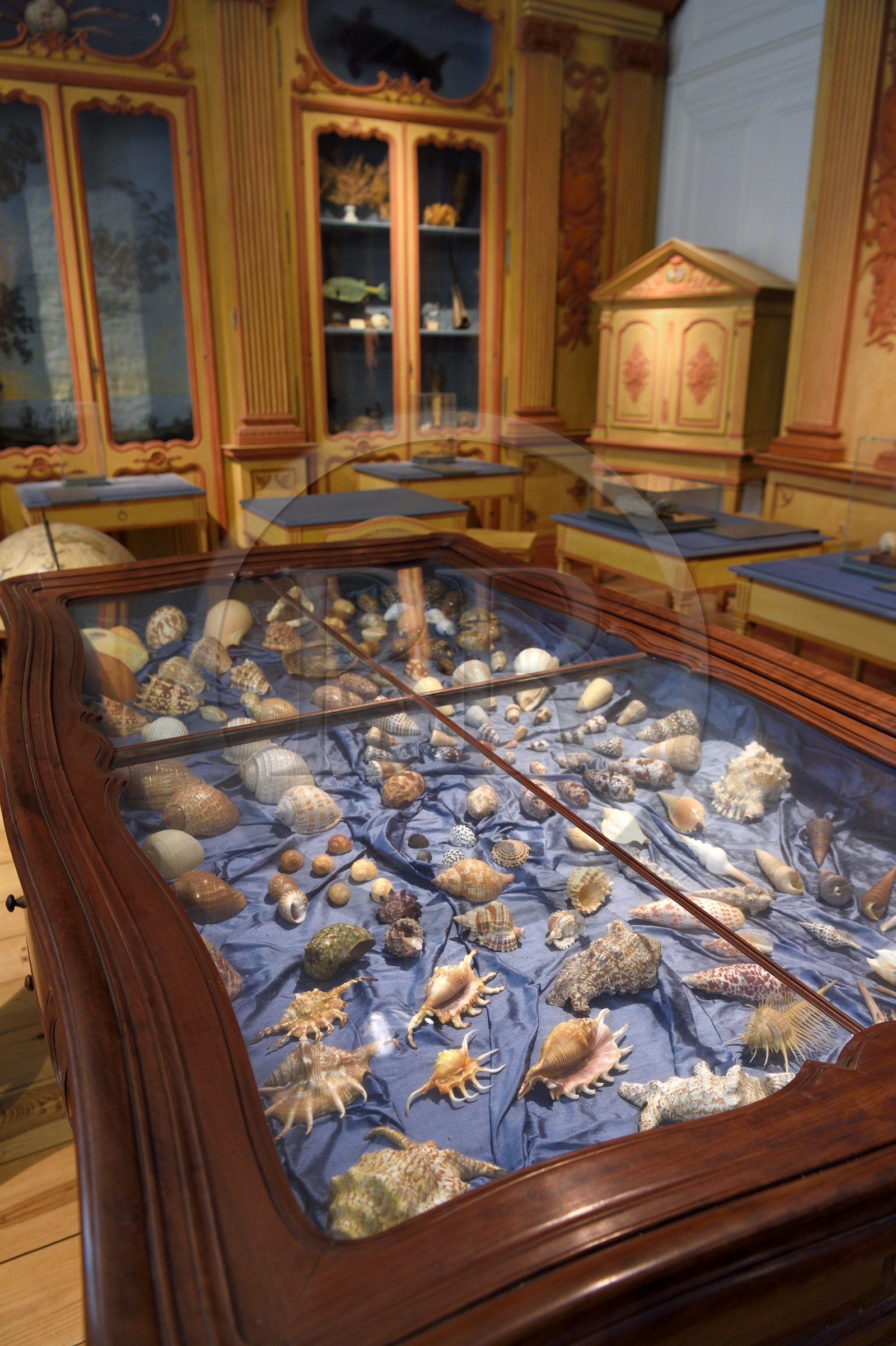 France, Charente-Maritime, La Rochelle, the Muséum d'histoire naturelle (natural history museum or museum Lafaille), cabinet of curiosities from the naturalist Clément Lafaille