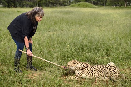 Namibie, Otjiwarongo, Cheetah Conservation Fund, centre de recherche et d'éducation, guépard (Acinonyx jubatus), récompense donnée en échange du leurre que le guépard a chassé, l'exercice a pour but de le garder en forme, Dr Laurie Marker fondatrice et directrice exécutive du CCF fondé en 1990
