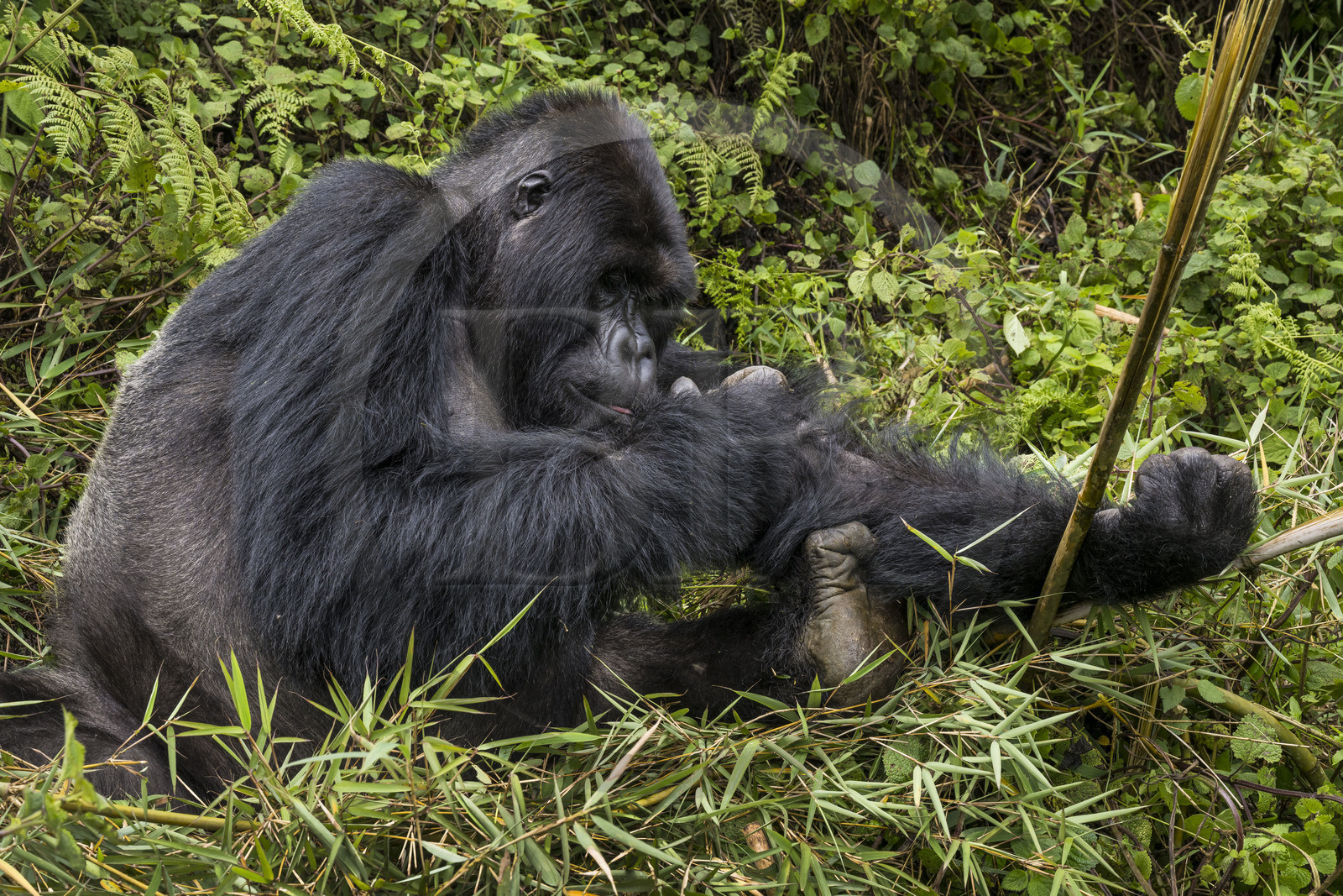 Rwanda, Province du Nord, Parc National des Volcans dans la chaine des Monts Virunga, mont Karisimbi, gorille des montagnes (Gorilla beringei beringei) du groupe Susa, male appelé dos argenté (silverback)