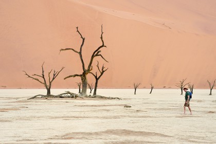 Namibie, région d'Hardap, désert du Namib, parc national du Namib-Naukluft, Erg du Namib classé Patrimoine Mondial de l'UNESCO, dunes de Sossusvlei, Dead Vlei, arbres morts de Camelthorn Acacia (Acacia erioloba)