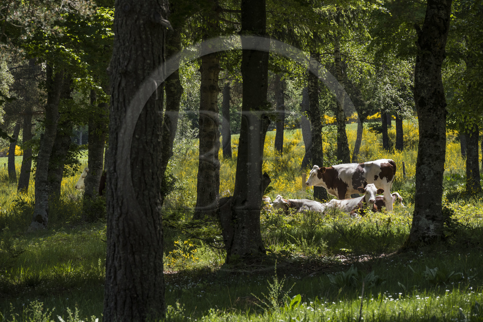 France, Lozère (48), Luc, randonnée avec un âne sur le chemin de Stevenson (GR 70), troupeau de vaches entre forets et prés