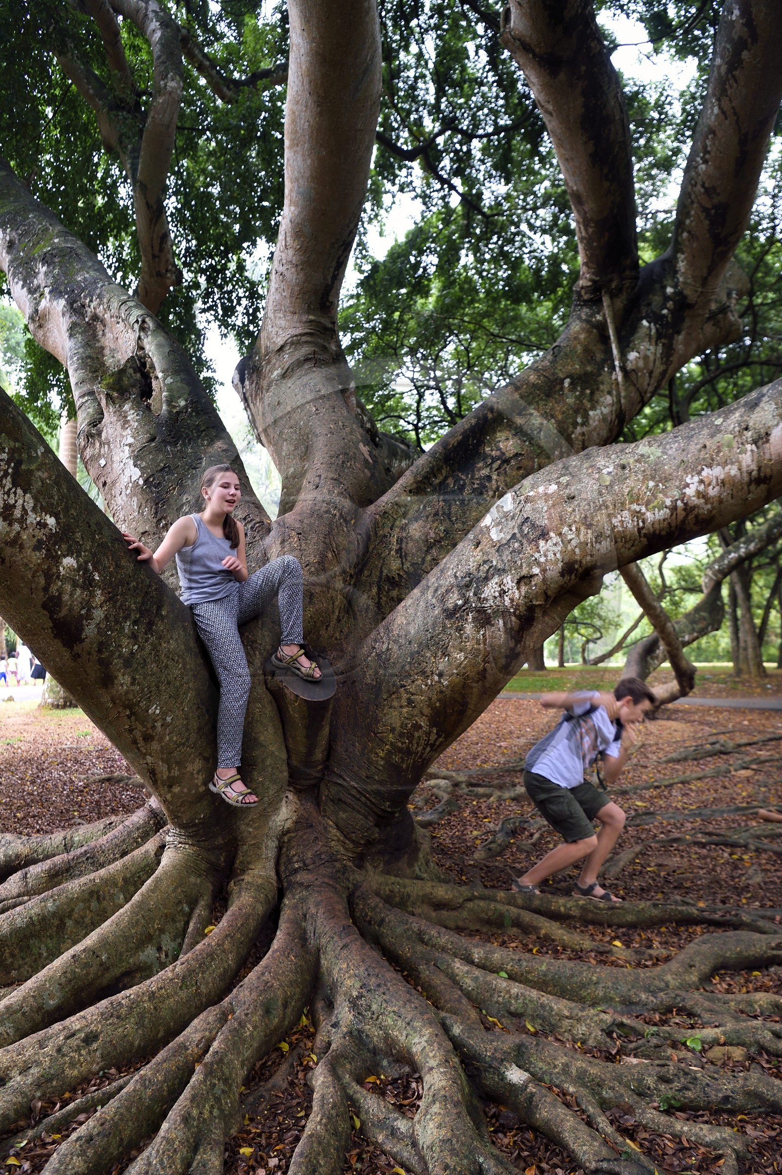 Sri Lanka, province du centre, Kandy, jardin botanique de Peradeniya, figuier de Java (Ficus Benjamina)
