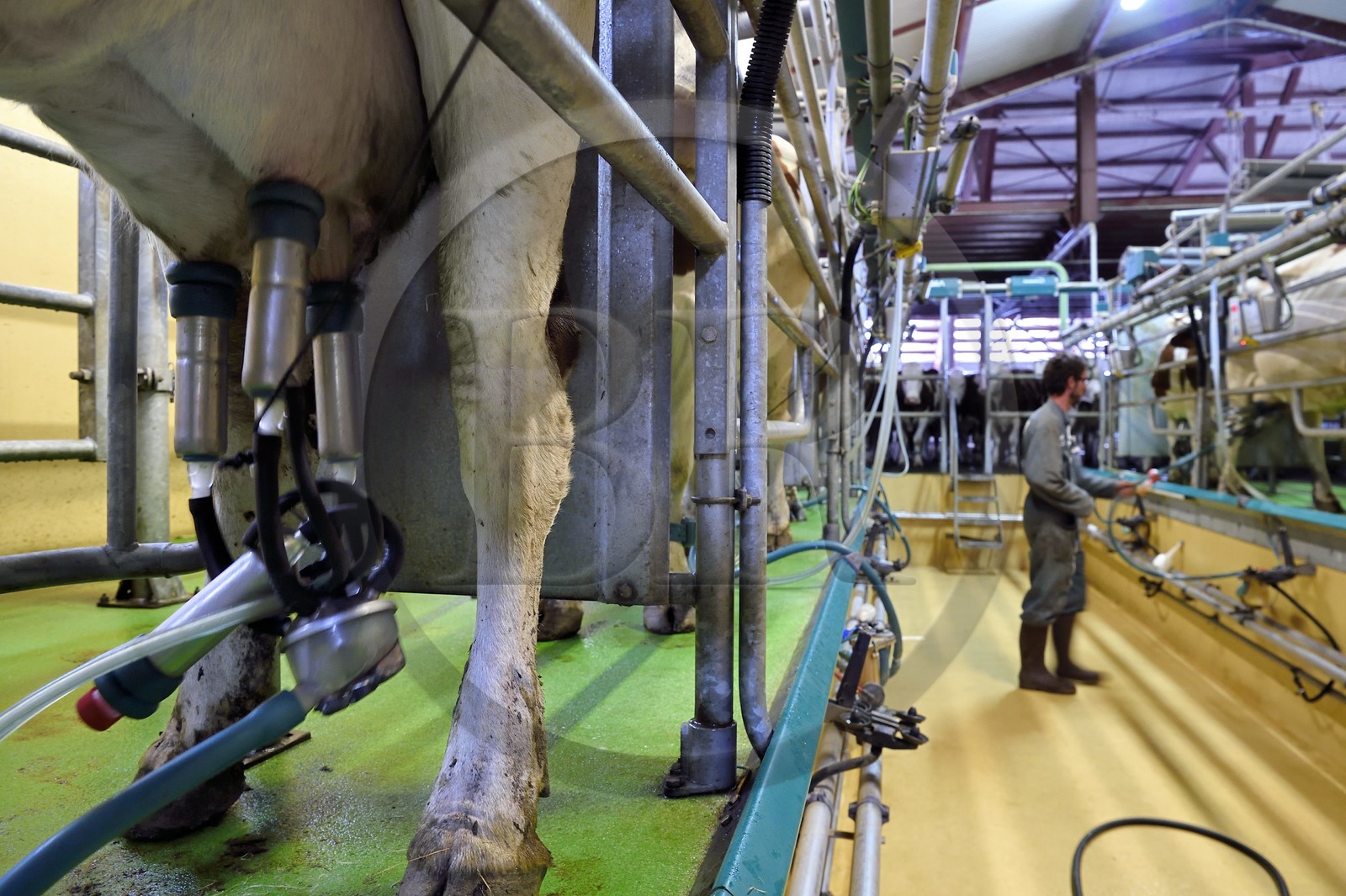 France, Cantal, Sainte-Marie, La Terrisse hamlet, montbéliarde dairy cow breeding from Cantagrel farm, the cows eating after the evening milking de la ferme de Cantagrel, le bouvier Alexandre installe la trayeuse sur les pis pour la traite du soir