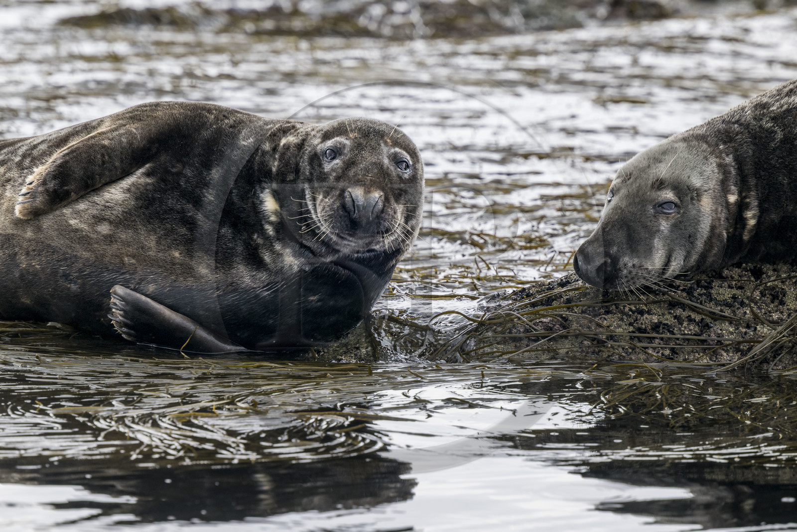 France, Finistère, Penmarch, Étocs archipelago, gray seal (halichoerus grypus)