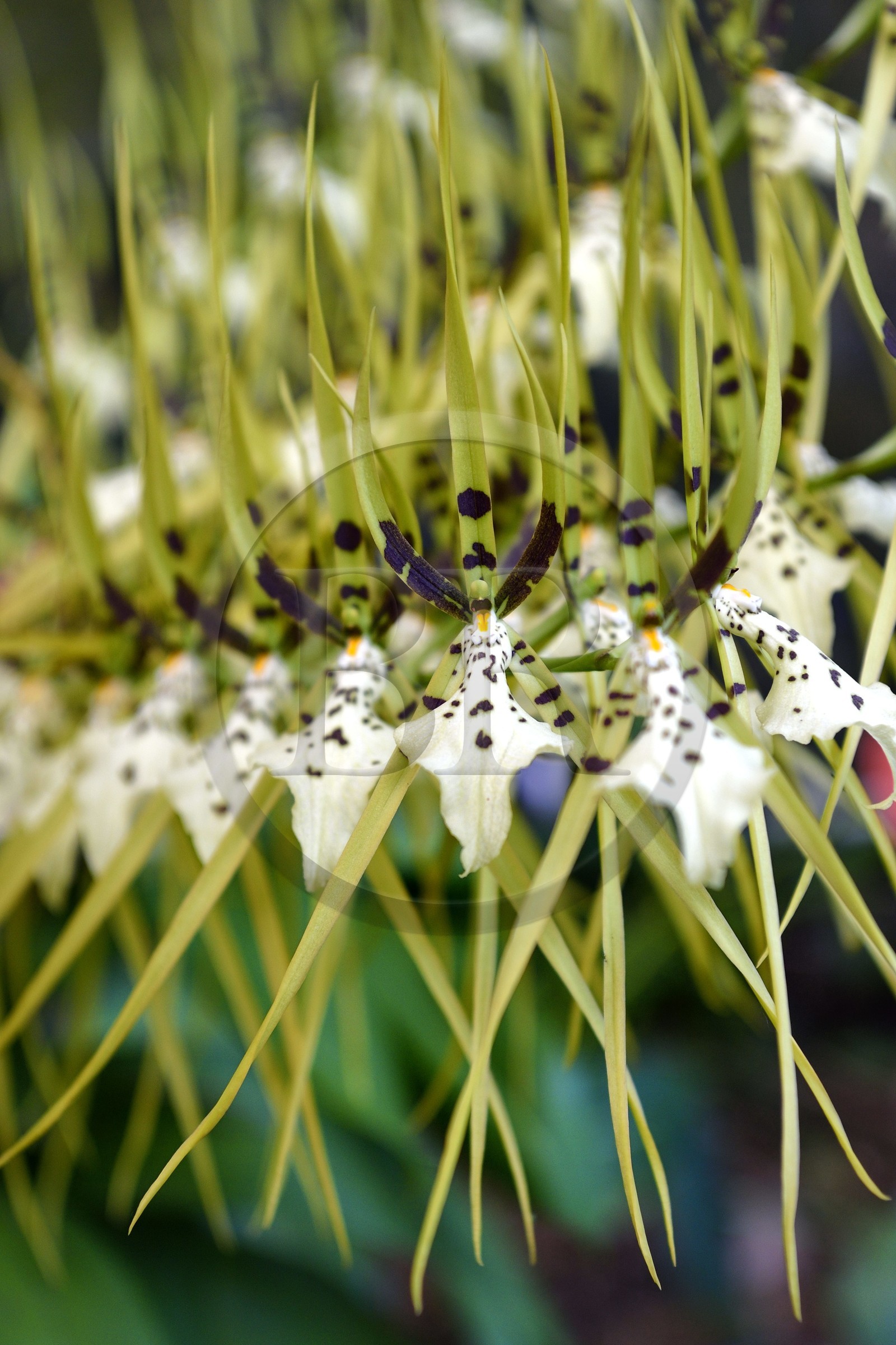 France, Ile de la Reunion, Petite-Ile, jardin tropical, orchidée Brassia Verrucosa