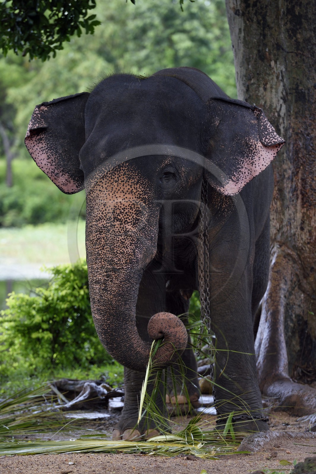 Sri Lanka, province centrale, district de Matale, Sigiriya, éléphant